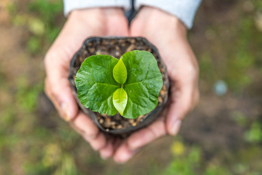 Littorary - coffee plant seedling held in palm