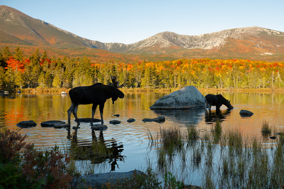 Littorary - Maine moose standing in lake